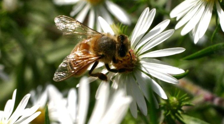 The importance of honey bees - Gamanetonline- Tech & Tech Blog & News