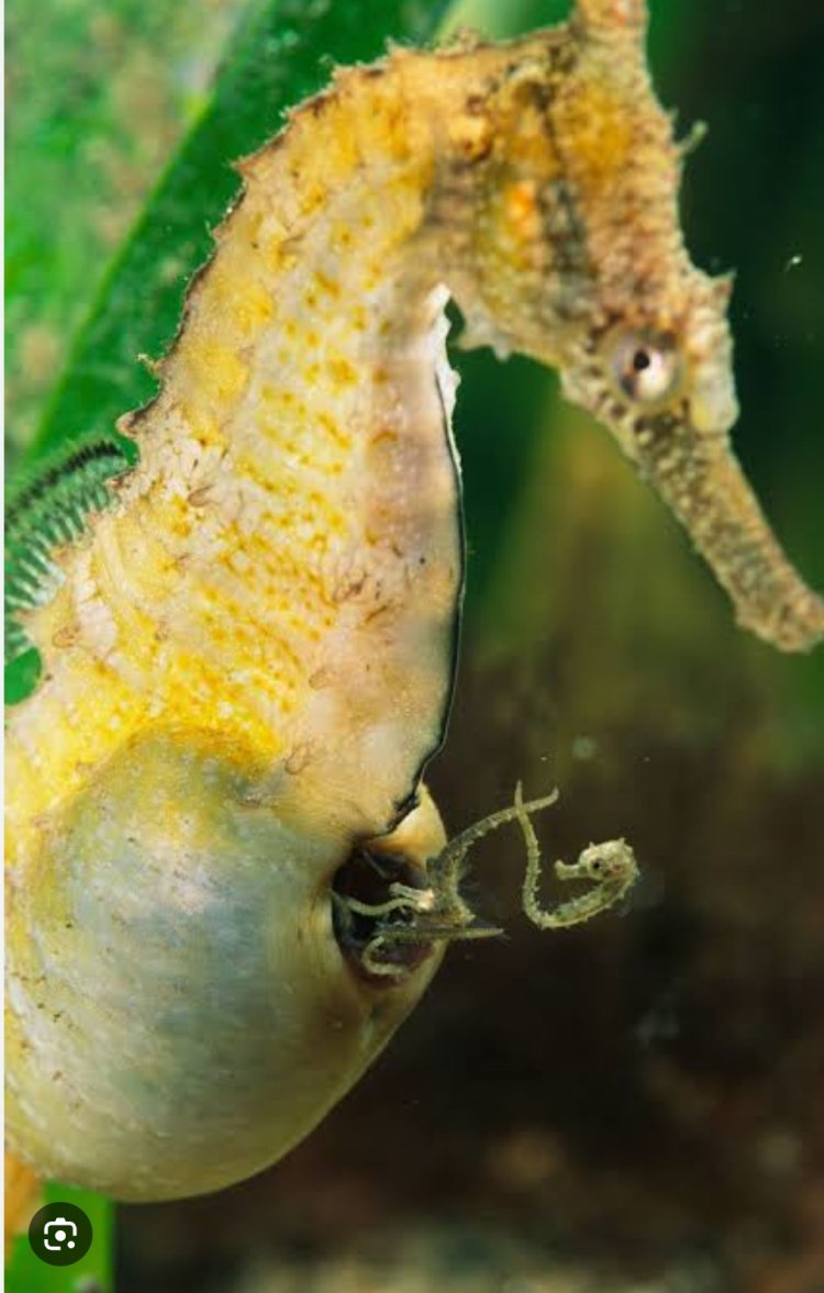 The ultimate sea horse dad