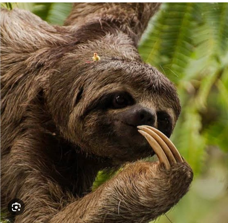 The secret lives of sloths