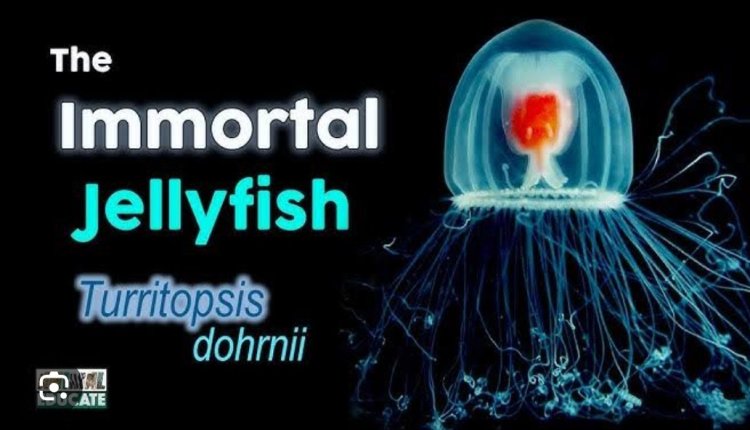 The Ocean's Ancient Enigma
