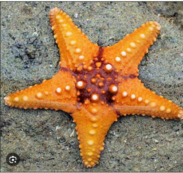 The Echinoderms of sea